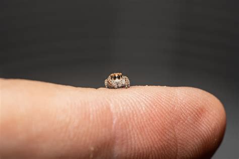 Tiny Jumping Spider Gif