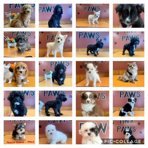 Tiny Paws Pet Shop