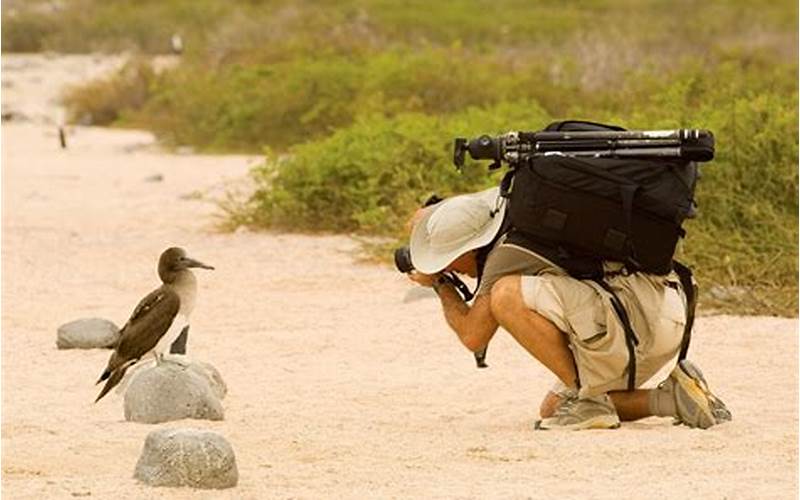 Tips And Tricks For Wildlife Photography