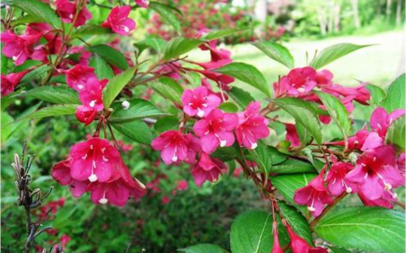 Tips For Caring For Weigela In The Winter