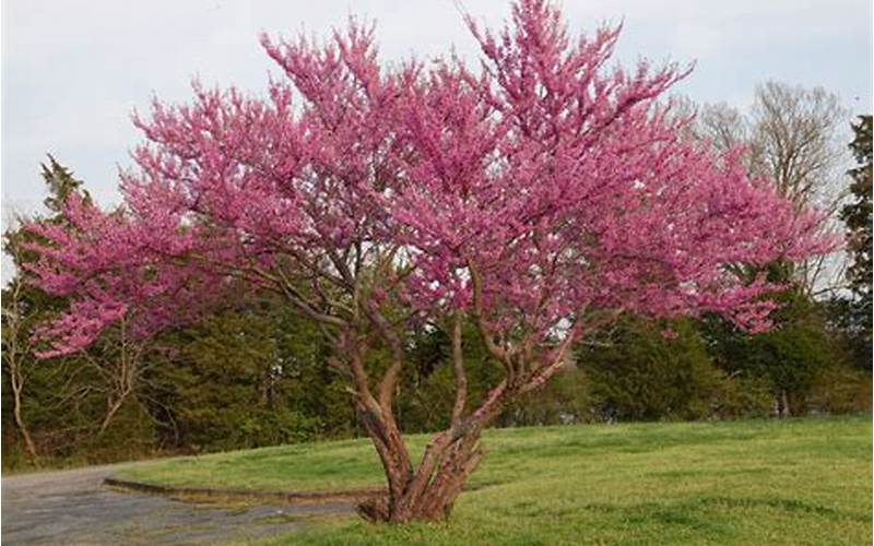 eastern red bud tree
