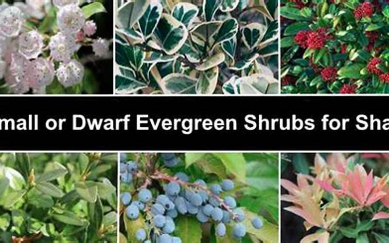 dwarf evergreens for shade
