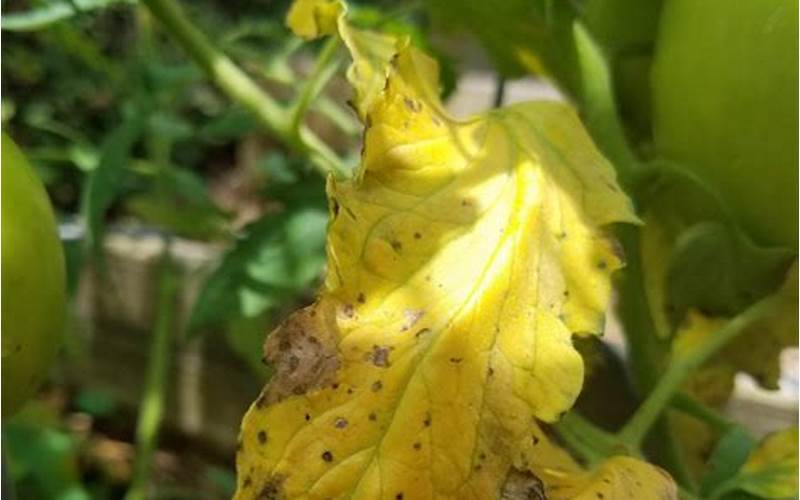yellow spotted tomato leaves