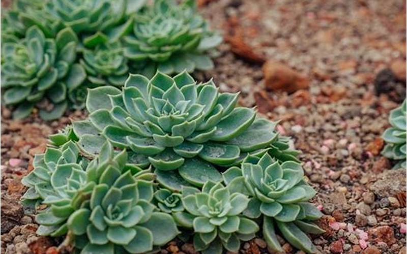 ground covering succulent plants