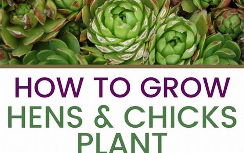 Tips For Growing And Caring For Hens And Chicks Plant