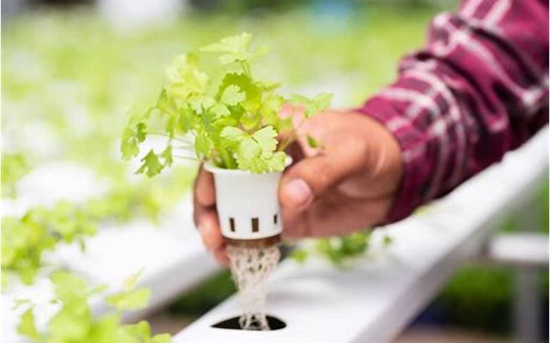 what herbs grow hydroponically