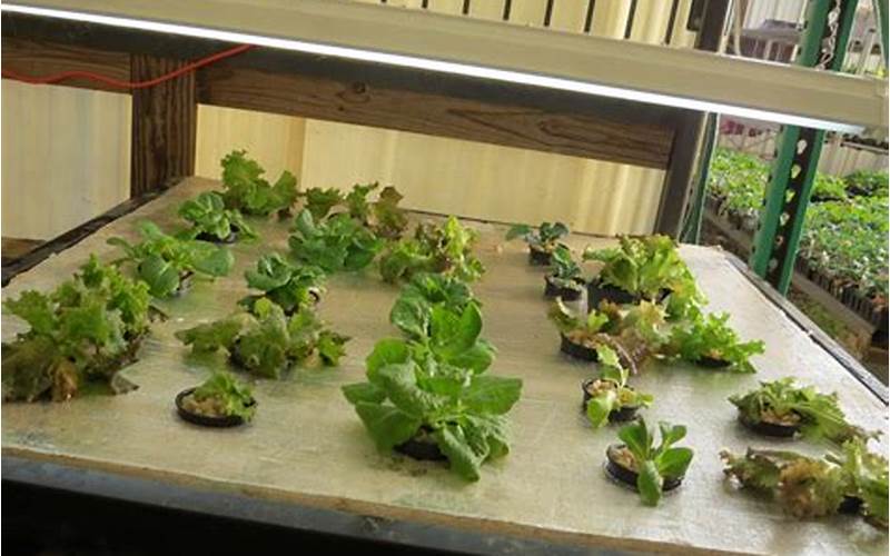 Tips For Setting Up A Hydroponic Raft System