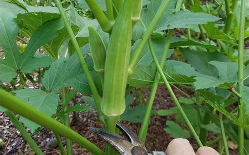 Tips For Successful Planting Of Okra Seeds