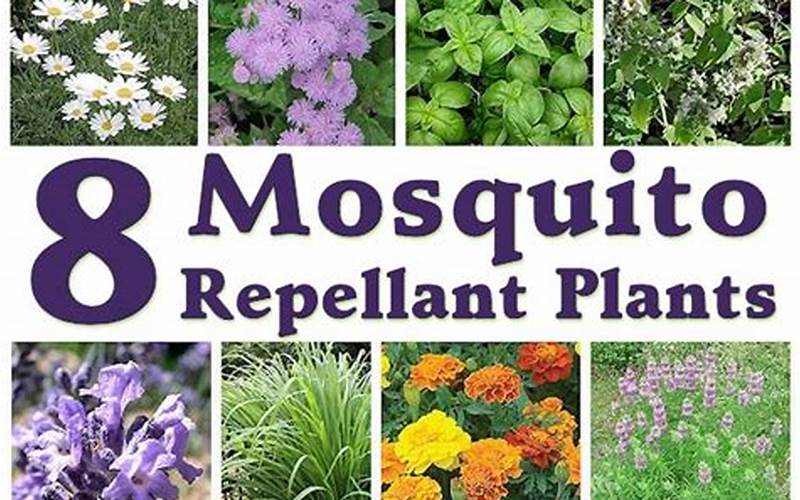 flowers that repel mosquitoes