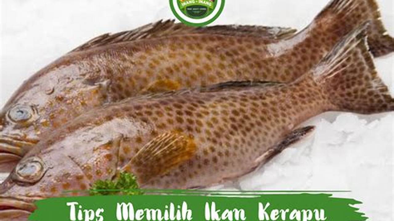 Tips Memilih Ikan Kerapu, Resep6-10k