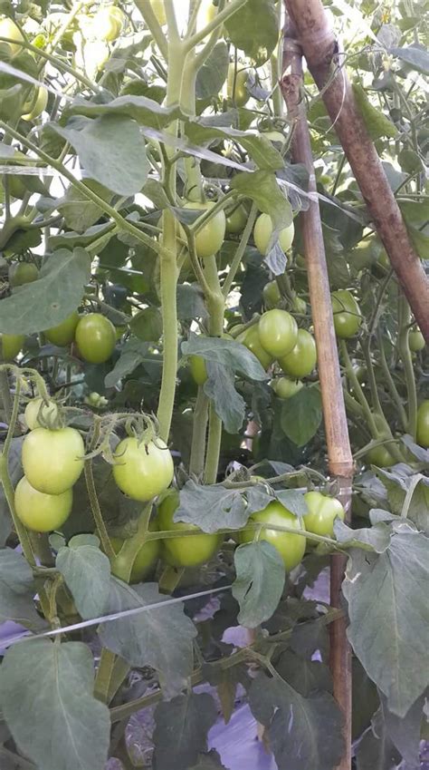Tips Pengendalian Gulma pada Tanaman Tomat