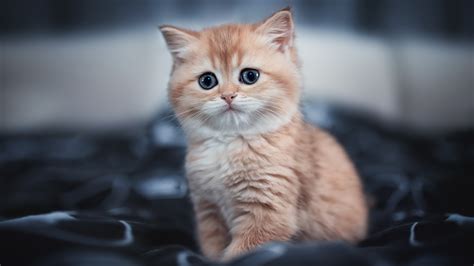 Tips for Choosing HD Wallpaper of Cute Cats