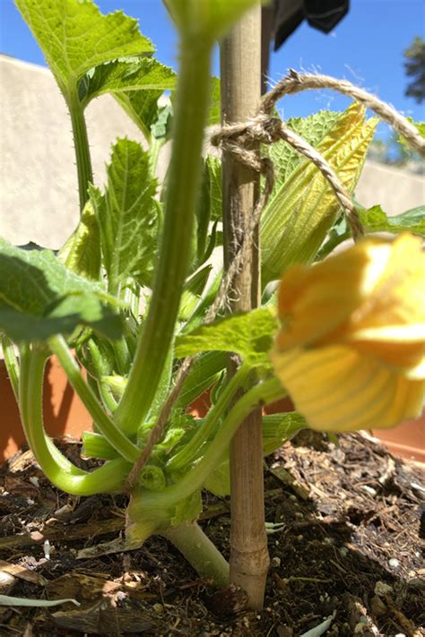Tips for Staking Zucchini Plants