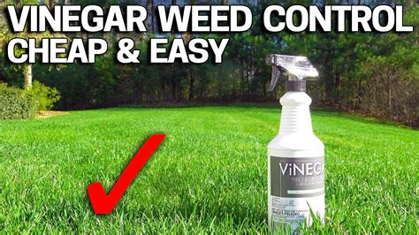 Tips for Using Vinegar to Kill Ornamental Grass