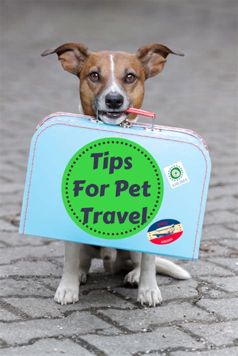 Eight Tips for Traveling with Your Dog Veterinary Trauma and Medical