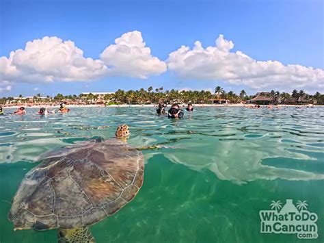 Tips Akumal Turtle Sanctuary