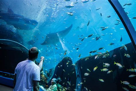 Tips Aquarium Visit