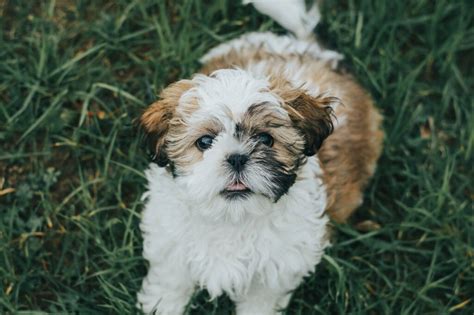 Tips For Financing A Puppy