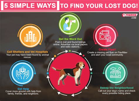 Tips For Finding Lost Dog