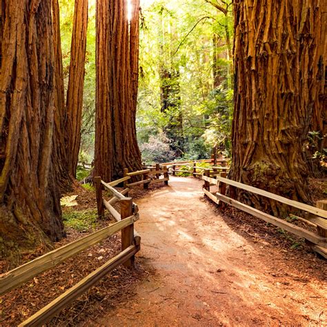 Tips for Muir Woods