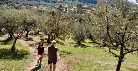 Tips For Olive Grove Tour