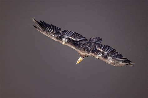 Tips For Photographing Condors