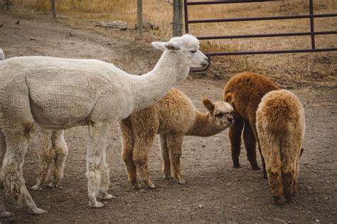 Tips For Visiting Alpaca Farm