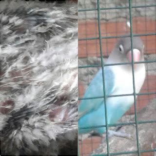 Tips Merawat Anakan Lovebird Umur 2 Bulan cara merawat anakan lovebird umur 2 bulan