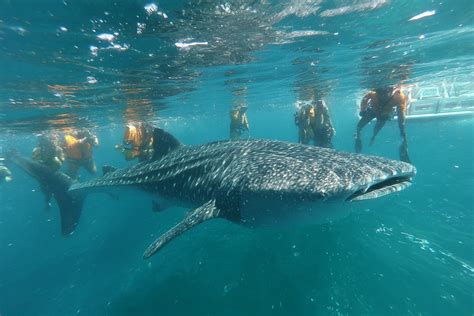 Tips Oslob Whale Shark Watching