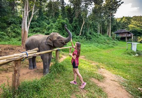 Tips Unforgettable Elephant Experience