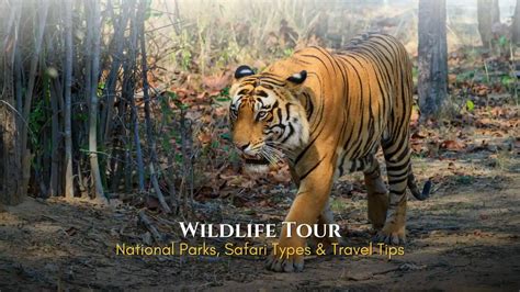 Tips Wildlife Tour