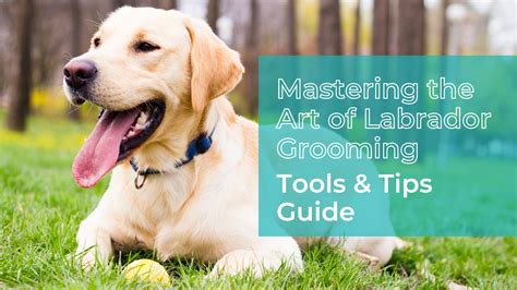 Tips and Tricks for Colouring Your Labrador Masterpiece