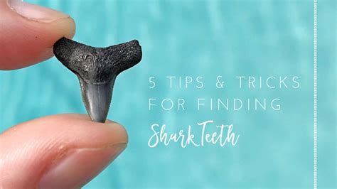 Tips and Tricks for Finding Sharks Teeth in Florida