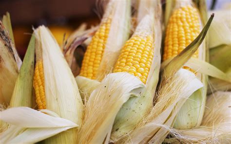 Tips for Buying Corn Stalks