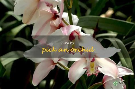 Tips for Choosing Your Perfect Orchid