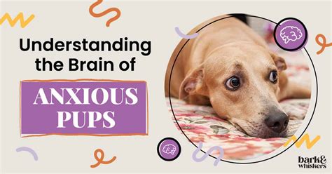 Tips for First-Timers or Anxious Pups