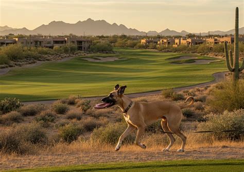 Tips for Getting the Most Out of Your Free Vacuum