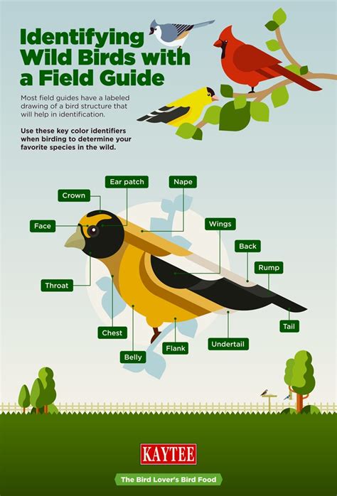 Tips for Identifying Birds