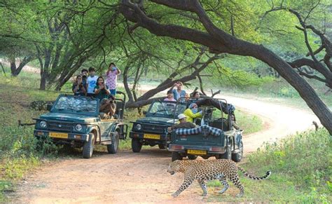 Tips for Jhalana Safari