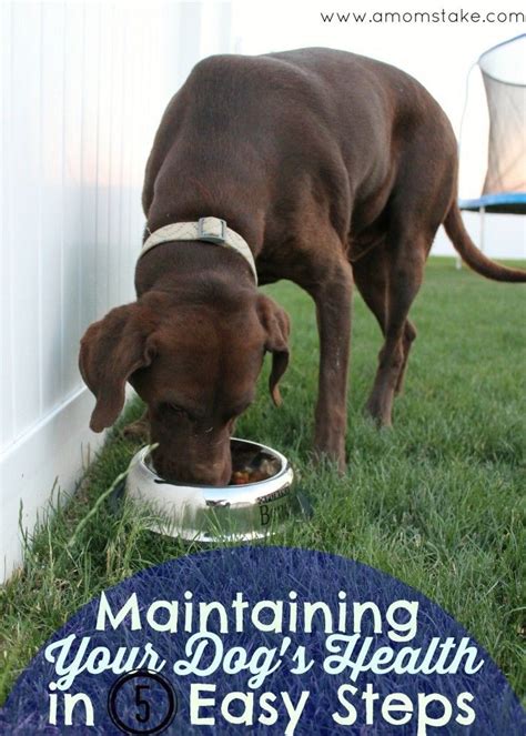 Tips for Maintaining Your Dog Food Log