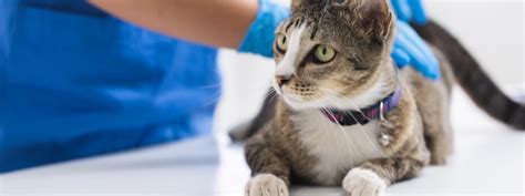 Tips for Managing Vet Costs (Budgeting & Insurance)