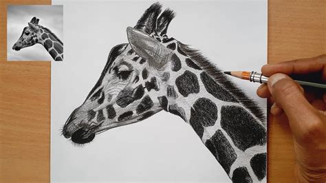 Tips for Mastering the Giraffe Colour In Technique