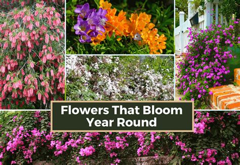 Tips for Maximizing Year-Round Blooms