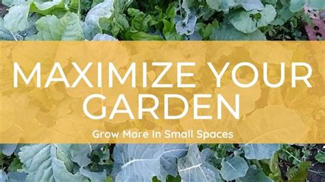 Tips for Maximizing Your Secret Garden Experience