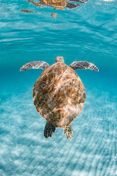 Tips for Photographing Turtles