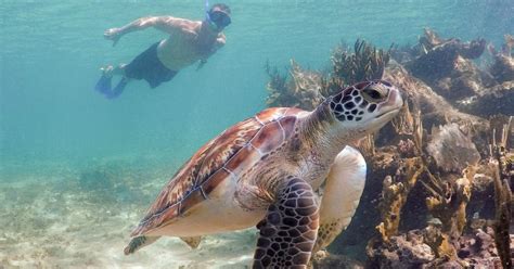 Tips for Sea Turtle Tours