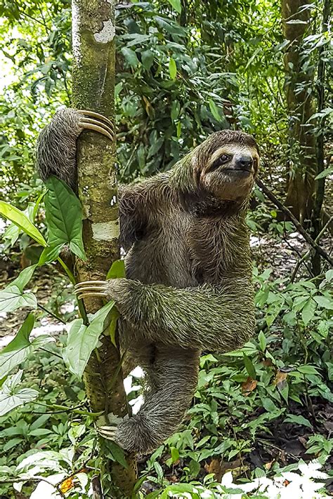 Tips for Sloth Spotting