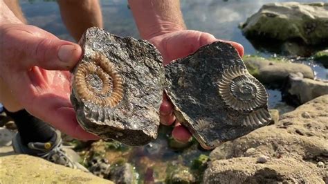 Tips for Successful Fossil Hunting