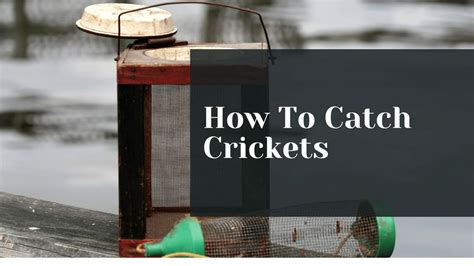 Tips for Transporting Crickets Safely