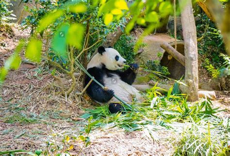 Tips for Visiting Chengdu Panda